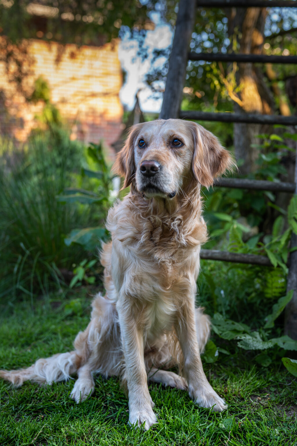 Neue Termine: Therapiebegleithundteam “Lila und Weiss” in der